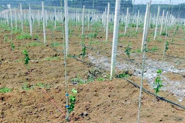 如何对百香果剪枝可提高产量，密集枝、重叠交叉枝等不良枝条均要剪除
