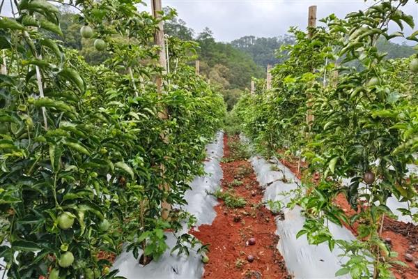 如何对百香果剪枝可提高产量，密集枝、重叠交叉枝等不良枝条均要剪除