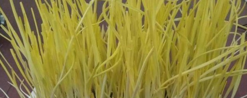 一亩大棚蒜黄的效益，减去成本可获利1万元左右
