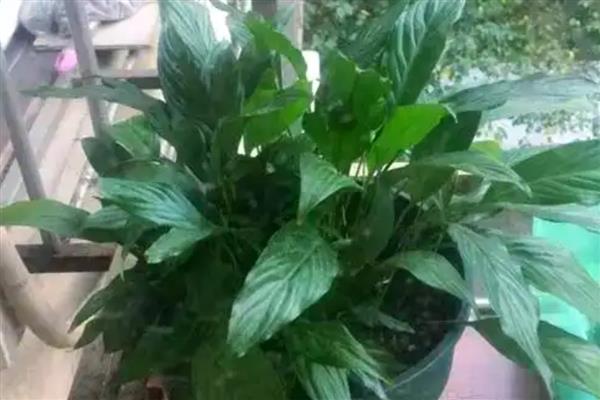 白掌为何不开花，分株繁殖需要2-3年才能开放