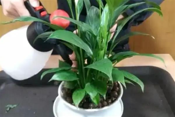 白掌为何不开花，分株繁殖需要2-3年才能开放
