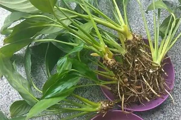 白掌为何不开花，分株繁殖需要2-3年才能开放