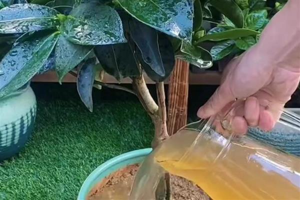 山茶花的养家庭养法,可每隔2-3天浇灌一次水分