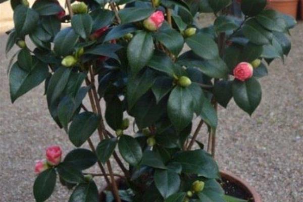 山茶花的养家庭养法,可每隔2-3天浇灌一次水分