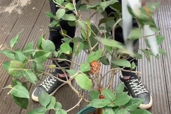 山茶花的养家庭养法,可每隔2-3天浇灌一次水分