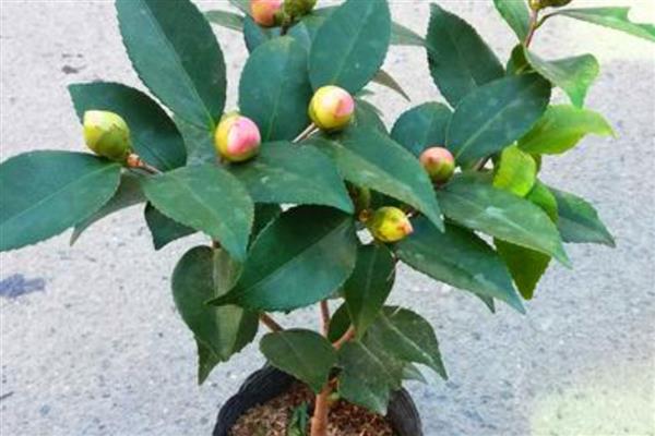 山茶花的养家庭养法,可每隔2-3天浇灌一次水分