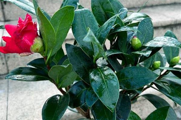 山茶花的养家庭养法,可每隔2-3天浇灌一次水分