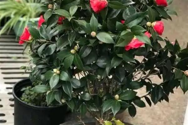山茶花的养家庭养法,可每隔2-3天浇灌一次水分