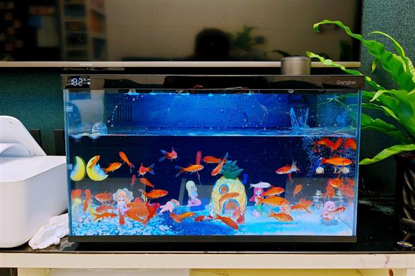 为造景鱼缸清理鱼粪的方法，饲养工具虾、工具螺可以清除粪便