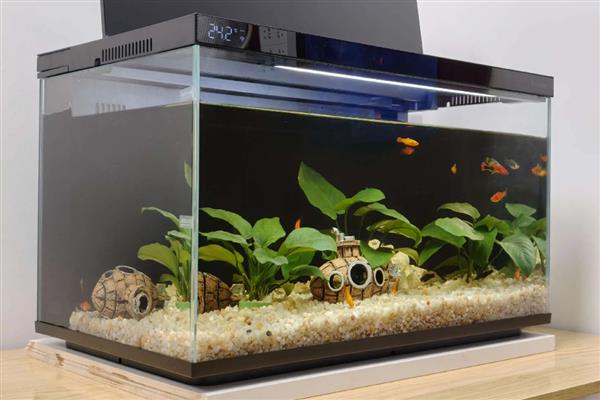为造景鱼缸清理鱼粪的方法，饲养工具虾、工具螺可以清除粪便