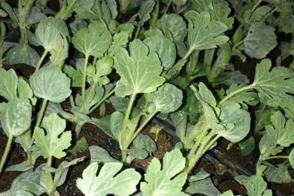 8424西瓜露地可以种吗,可以露地种植