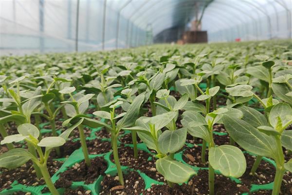 8424西瓜露地可以种吗,可以露地种植