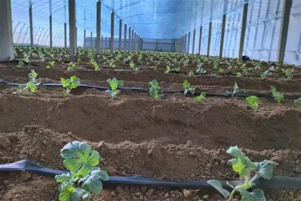 8424西瓜露地可以种吗,可以露地种植