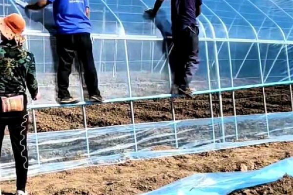 8424西瓜露地可以种吗,可以露地种植