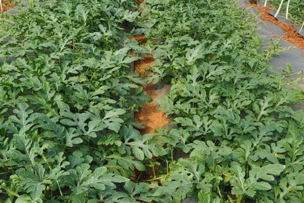 8424西瓜露地可以种吗,可以露地种植