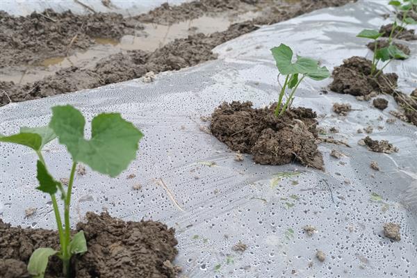8424西瓜露地可以种吗,可以露地种植