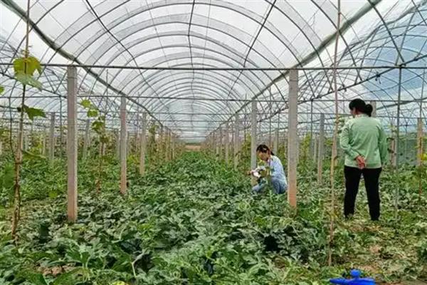 8424西瓜露地可以种吗,可以露地种植