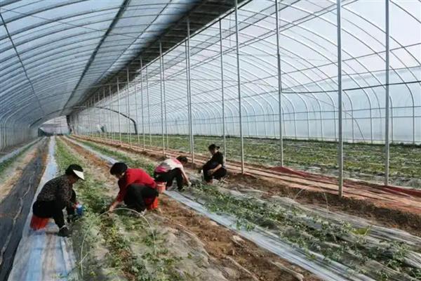 8424西瓜露地可以种吗,可以露地种植