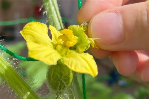 8424西瓜露地可以种吗,可以露地种植