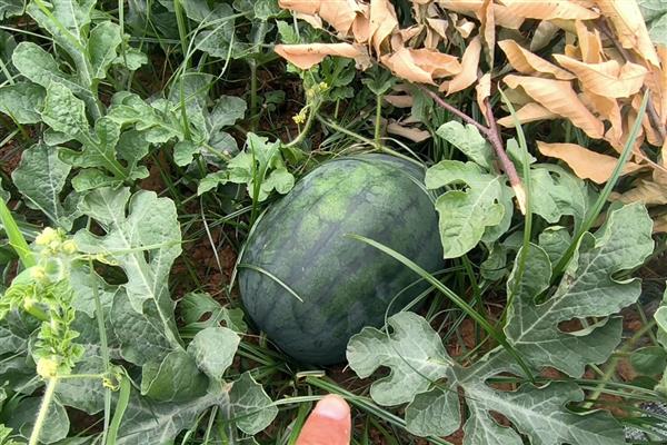 8424西瓜露地可以种吗,可以露地种植