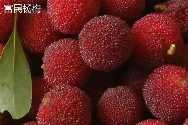 富民杨梅是哪里的特产，是云南省富民县的特产