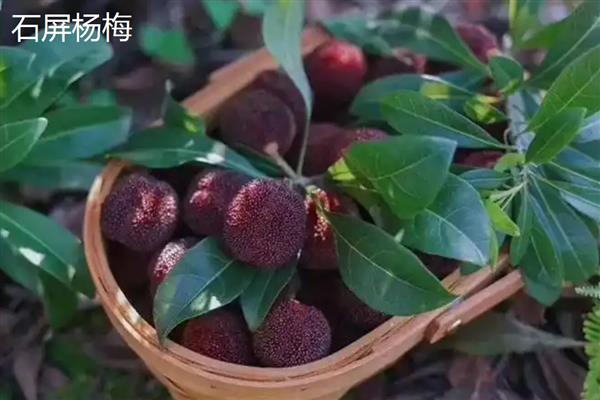 富民杨梅是哪里的特产，是云南省富民县的特产