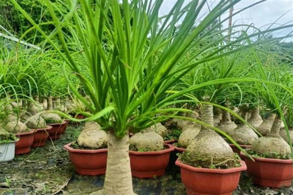 酒瓶兰的用肥选择，推荐农家肥、复合肥等