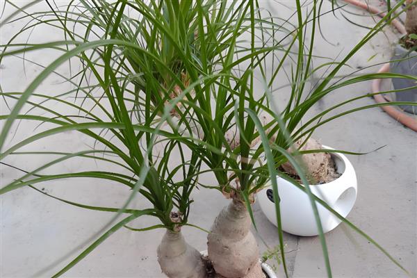 酒瓶兰的用肥选择，推荐农家肥、复合肥等