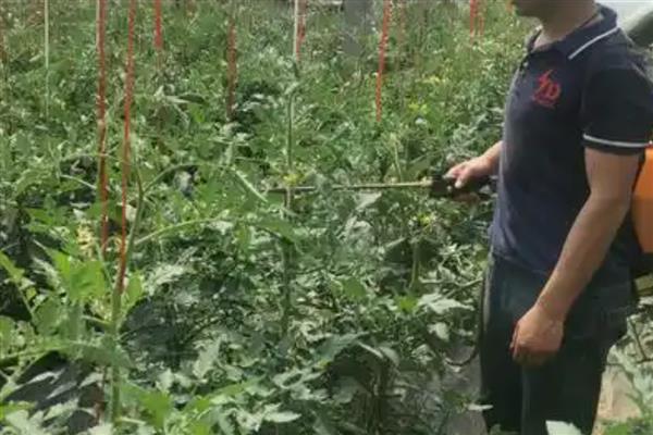 8424西瓜露地可以种吗,可以露地种植