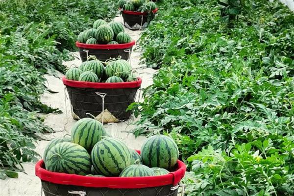 8424西瓜露地可以种吗,可以露地种植