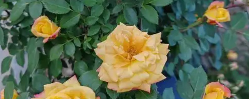 月季花的种植方法,根据植株的大小选择合适的花盆