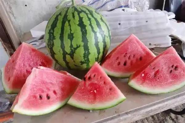 8424西瓜露地可以种吗,可以露地种植