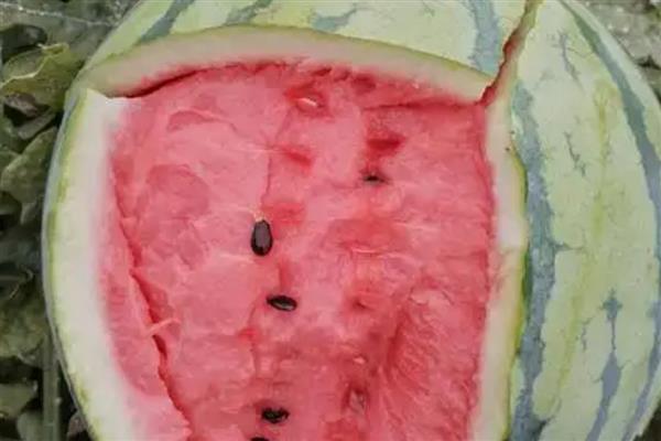 8424西瓜露地可以种吗,可以露地种植