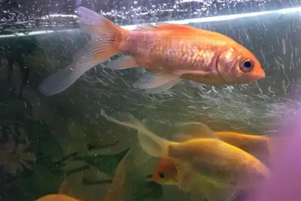 鱼掉鳞的原因，水质差、身体受伤、发生竖鳞病都会导致