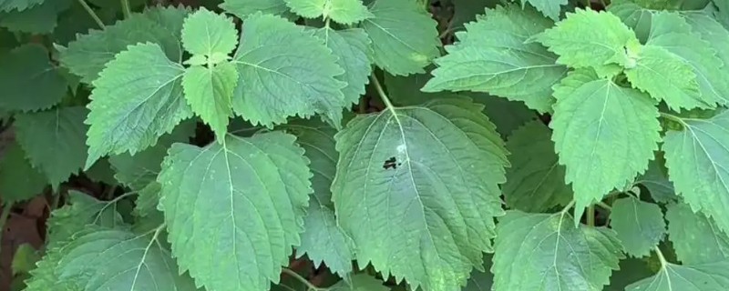 旁风草的形态特征，其花轮生于叶腋