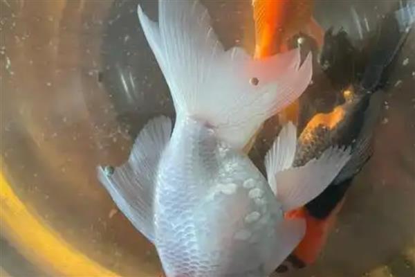 鱼掉鳞的原因，水质差、身体受伤、发生竖鳞病都会导致