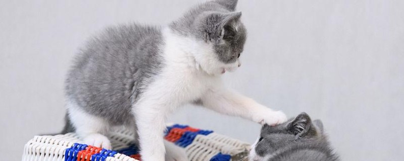 什么是猫咪脓皮症，是一种化脓性皮肤病