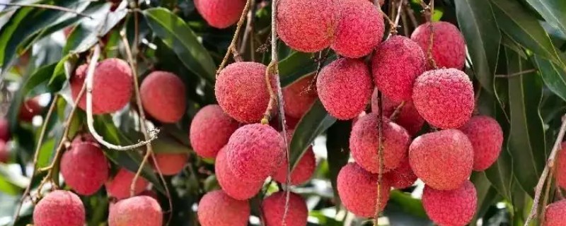 荔枝的修剪误区，常见以下4点