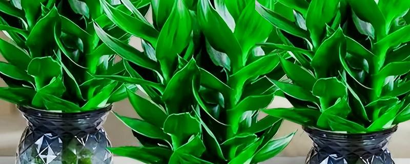 观音竹水培发黄怎么解决，需换水处理