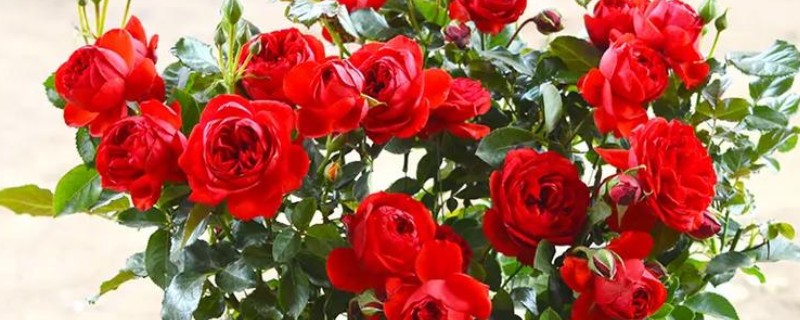 8朵红玫瑰的花语，寓意感激、关心和鼓励等