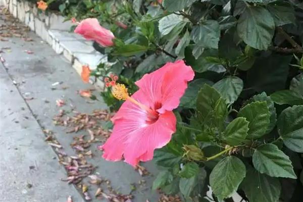 为什么扶桑花总是掉花苞，可能是环境不适所致