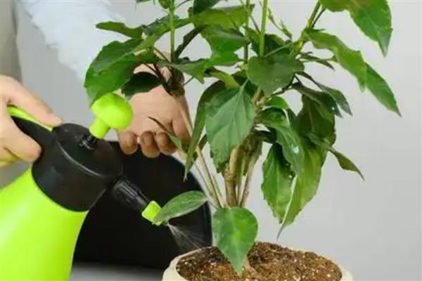为什么扶桑花总是掉花苞，可能是环境不适所致