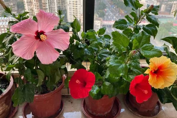 为什么扶桑花总是掉花苞，可能是环境不适所致