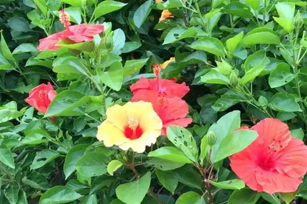 为什么扶桑花总是掉花苞，可能是环境不适所致