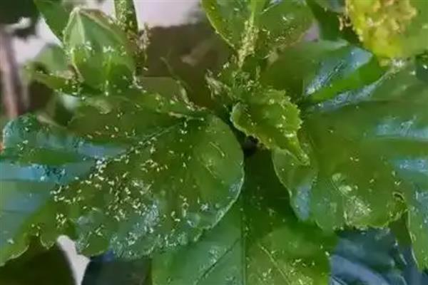 为什么扶桑花总是掉花苞，可能是环境不适所致