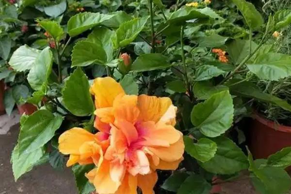 为什么扶桑花总是掉花苞，可能是环境不适所致