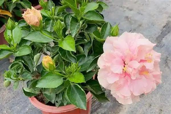 为什么扶桑花总是掉花苞，可能是环境不适所致