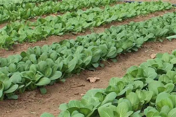 春季适合种植什么蔬菜，推荐油菜、茄子等