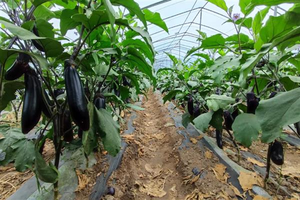 春季适合种植什么蔬菜，推荐油菜、茄子等