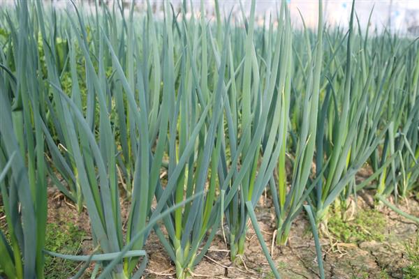 春季适合种植什么蔬菜，推荐油菜、茄子等